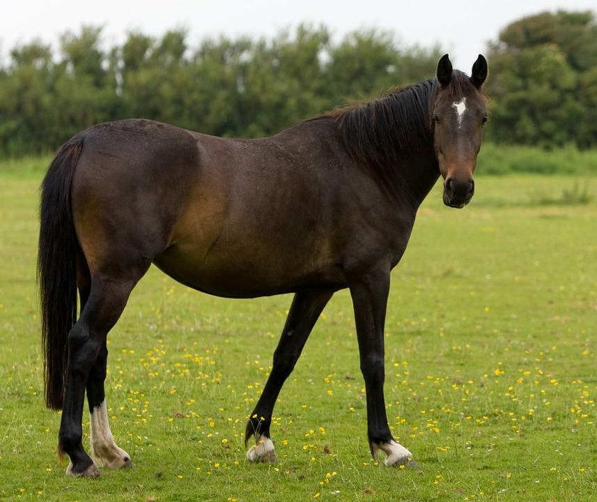 horse, beautiful, animal