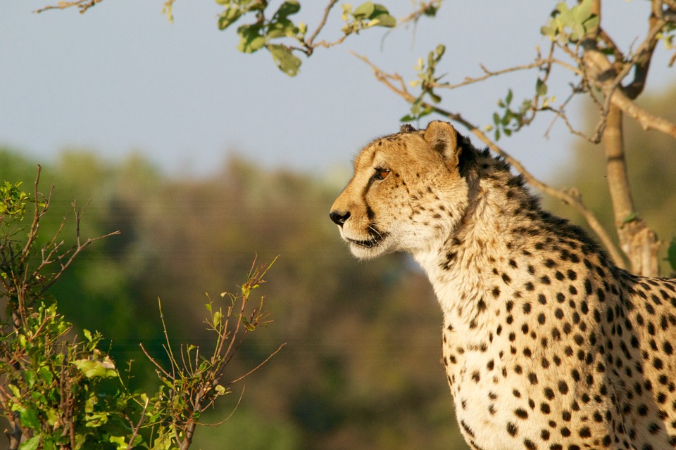 cheetah, hunting-leopard, wildlife