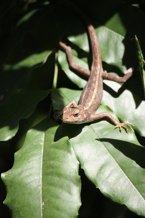 lizard, leaf, reptile