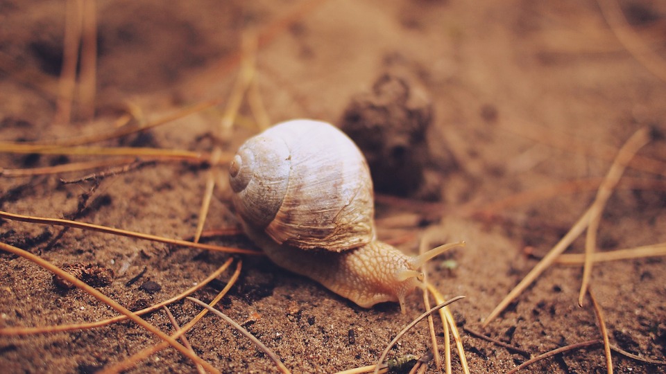 snail, slug, shell