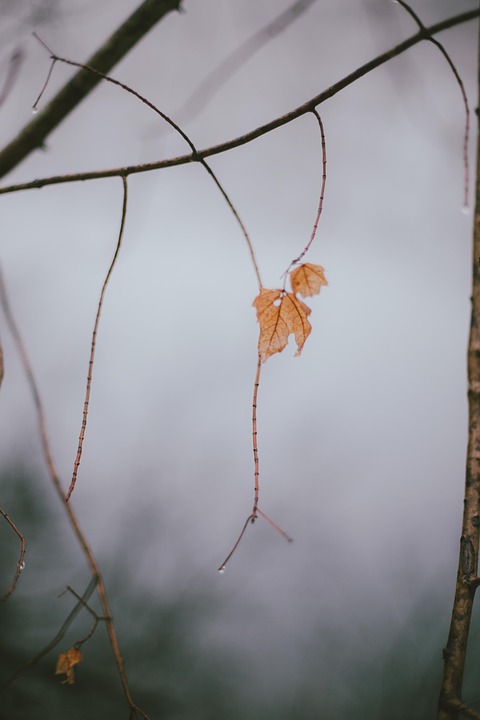 leaf, leaves, rain