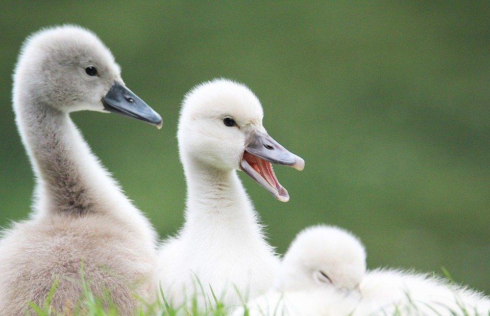 swans, baby swan, animal