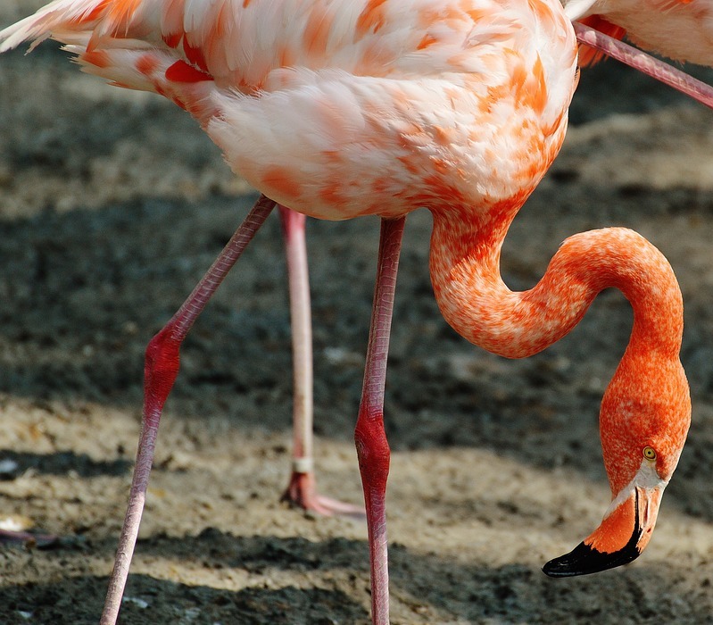 flamingo, bird, multicoloured