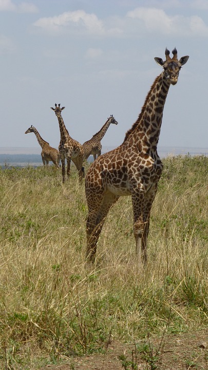 giraffes, africa, safari