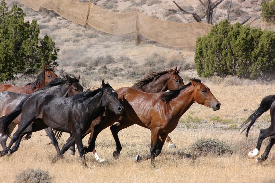 feral horses, wild, running