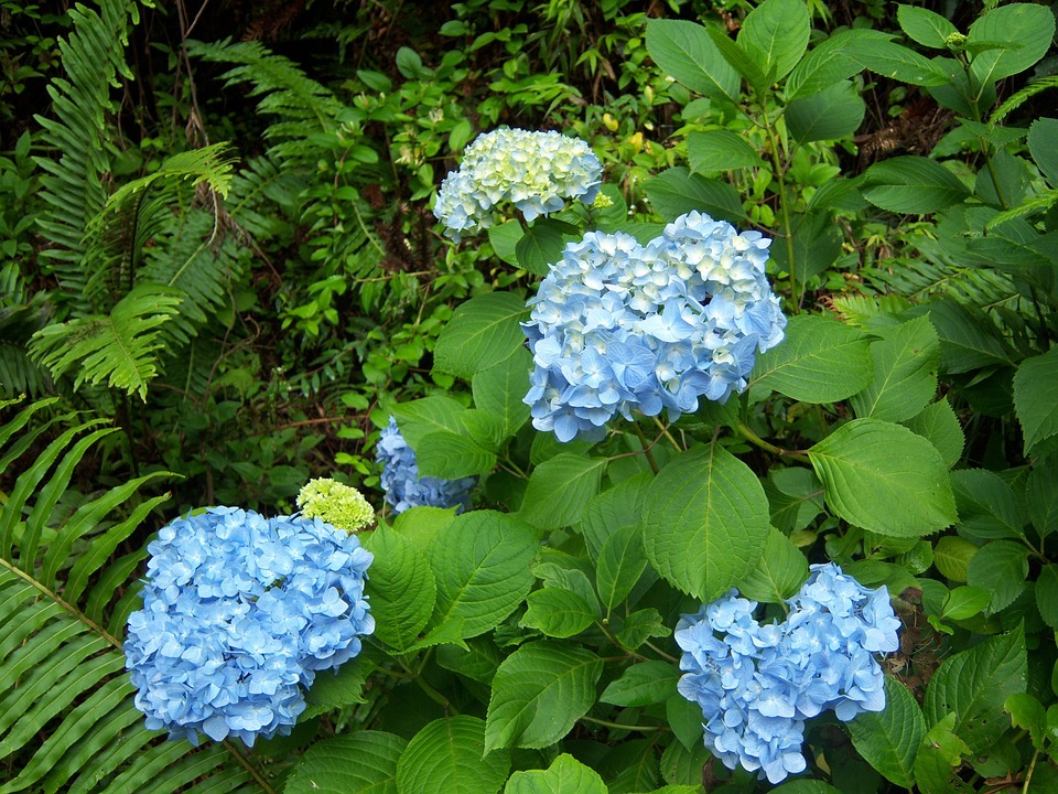 hydrangea, flower, blue