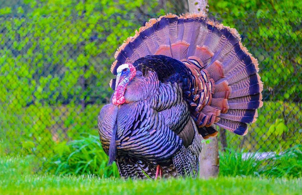 wildlife, turkey, thanksgiving