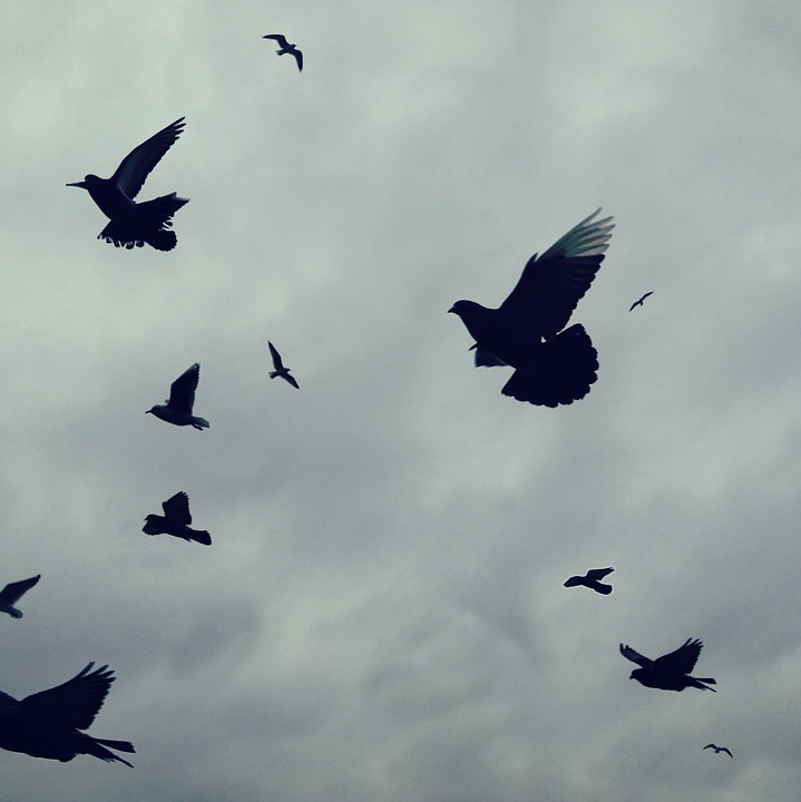 birds, flight, sky