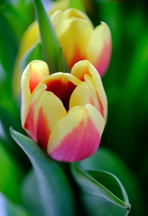 tulips, flowers, blossom