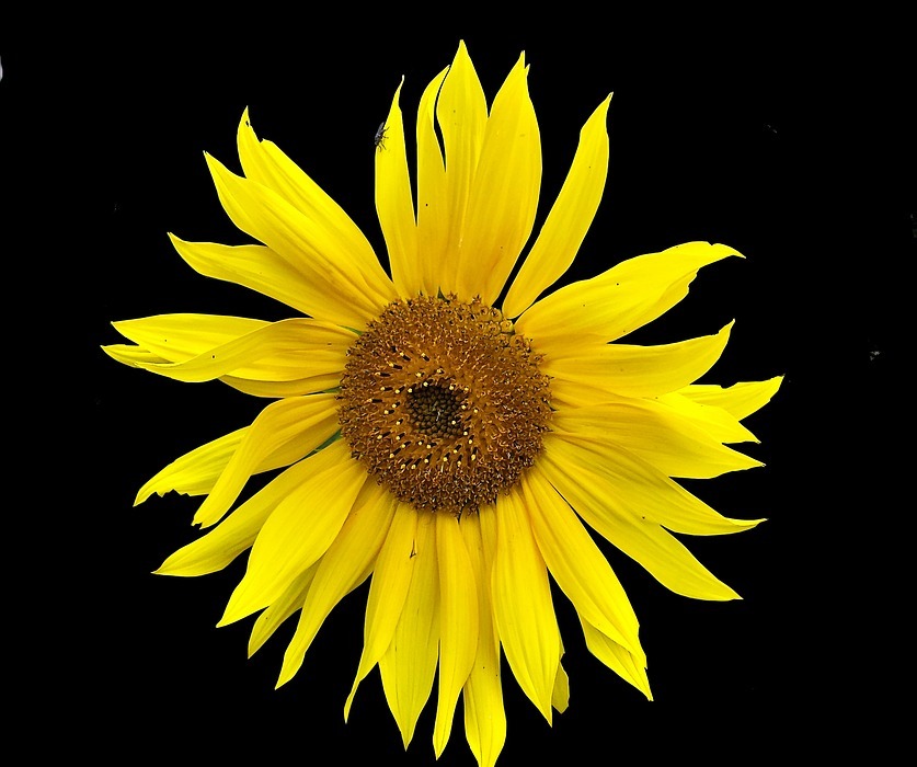 sunflower, garden, yellow