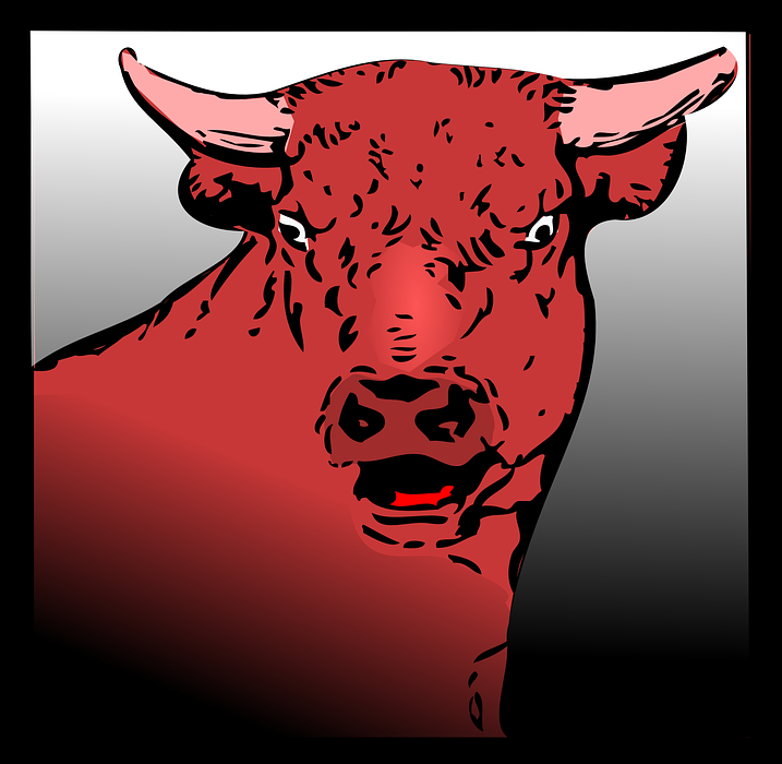 bull, angry, red