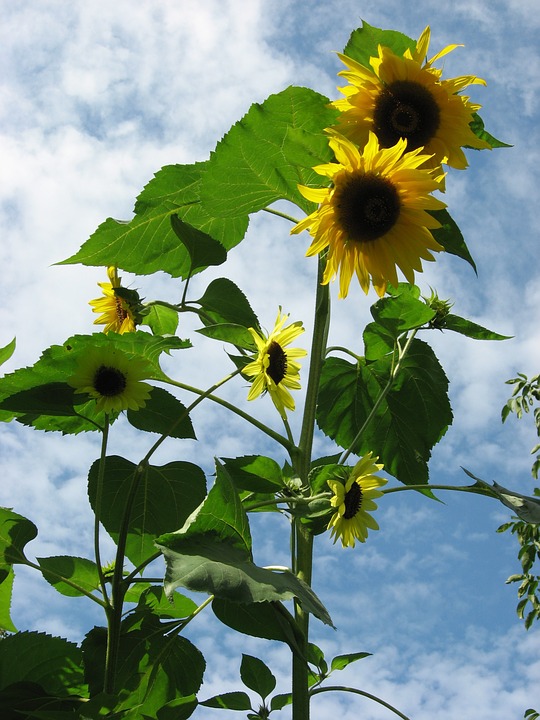 sunflower, yellow, garden