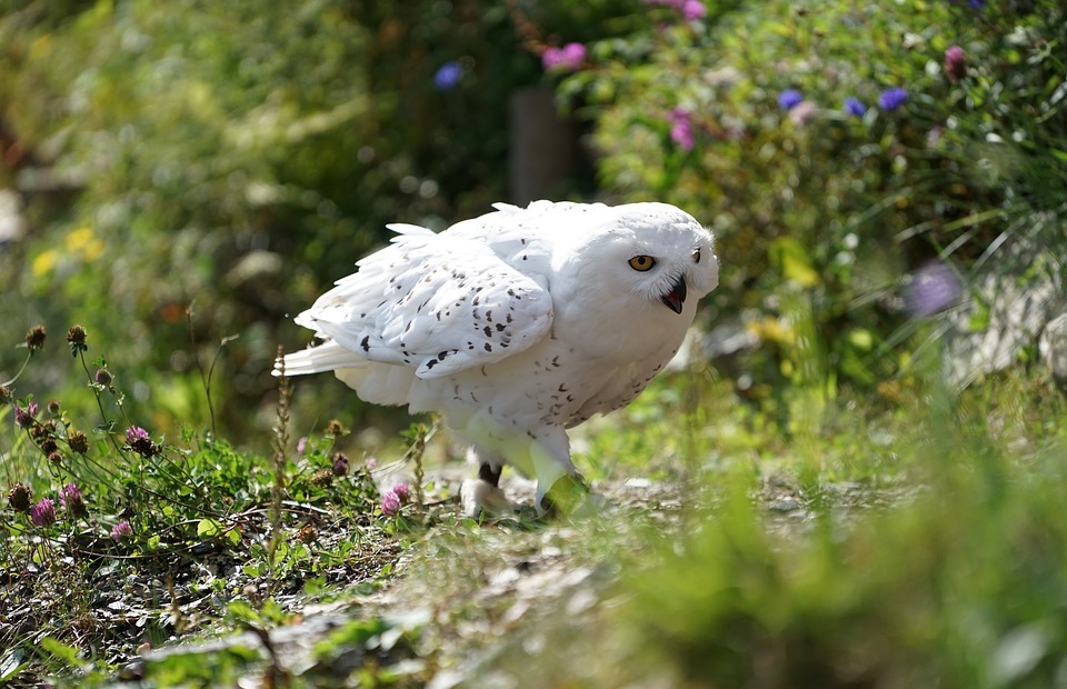 owl, snowy owl, white