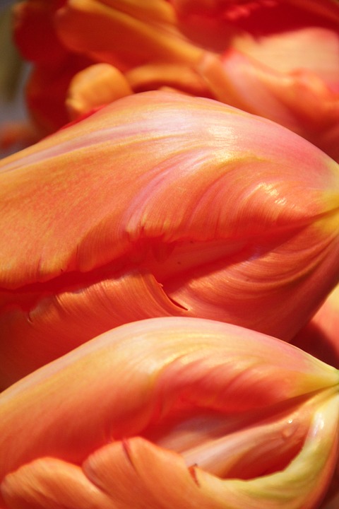 tulip, flower, detail