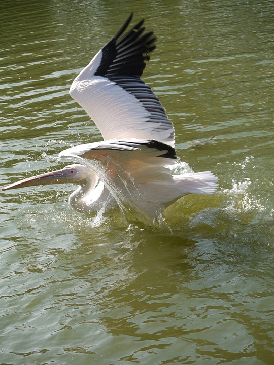 pelikan, water, water bird