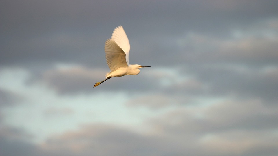 snowy egret, fly, bird