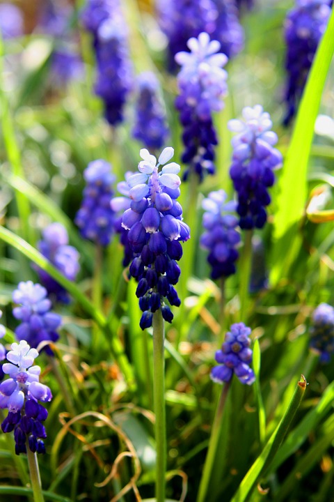 spring, flowers, blue