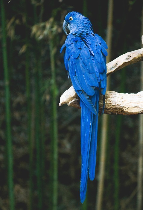 parrot, bird, blue