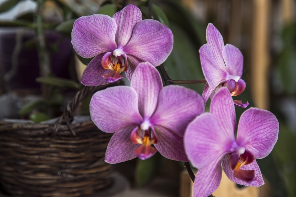 orchid, flower, pot