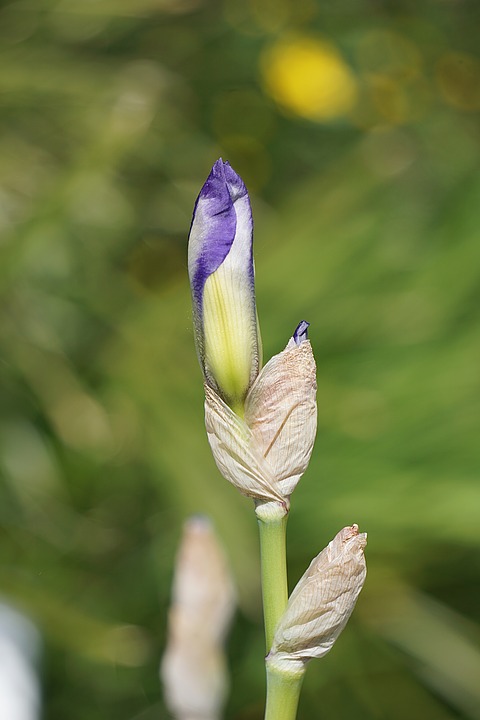 iris, flower, blue