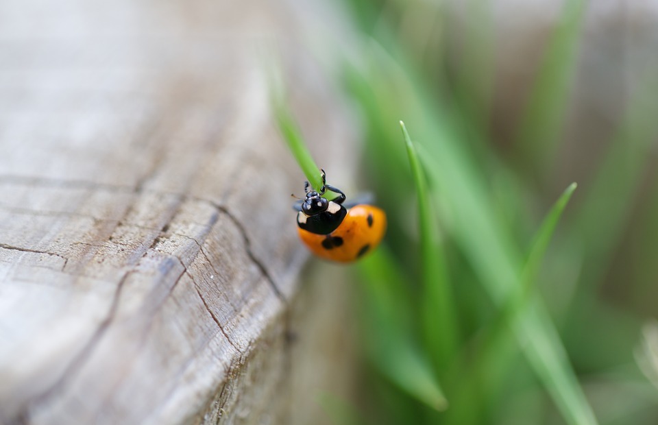 lady bug, insect, green