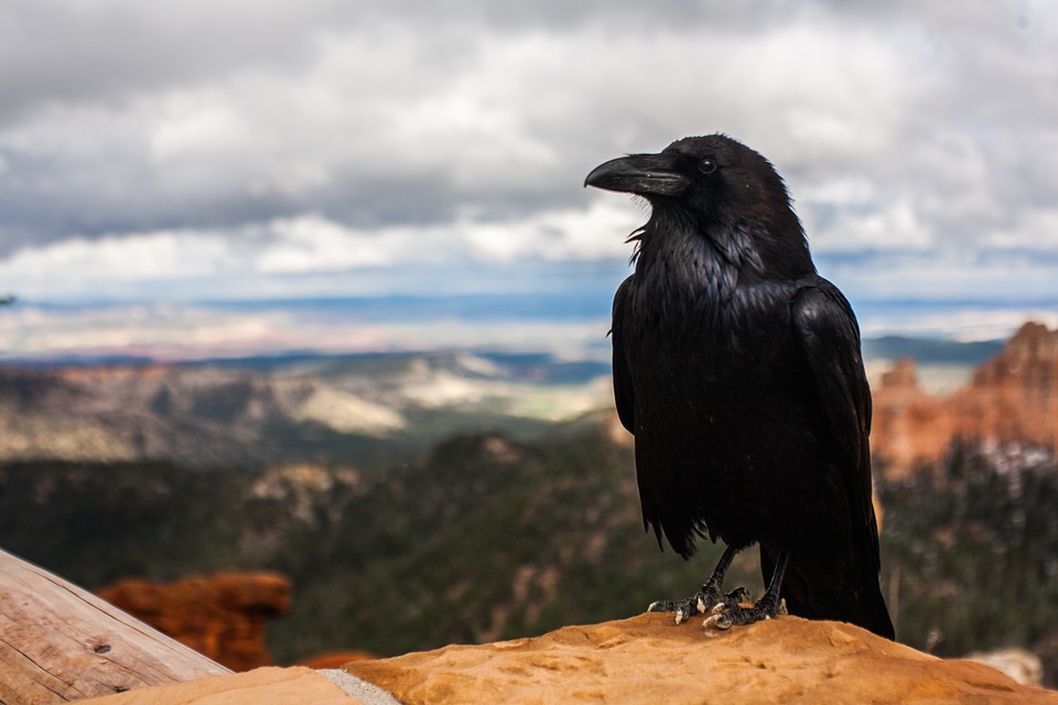 crow, raven, bird