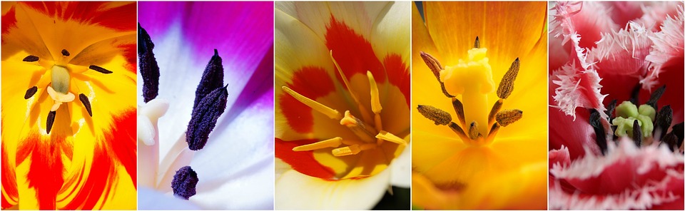 tulips, flowers, flower collage