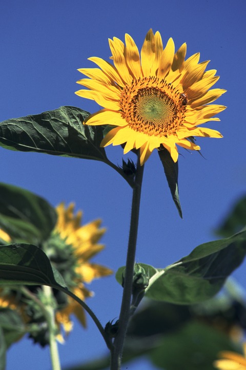 sunflower, summer flowers, sun flowers