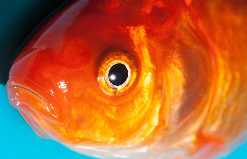 eye, goldfish, freshwater fish