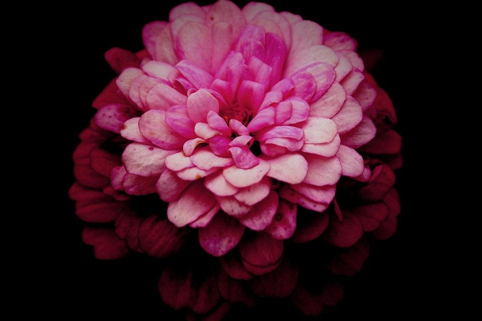 flower, pink, macro