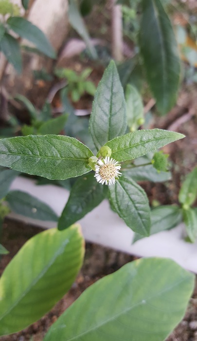 small flower, white, green