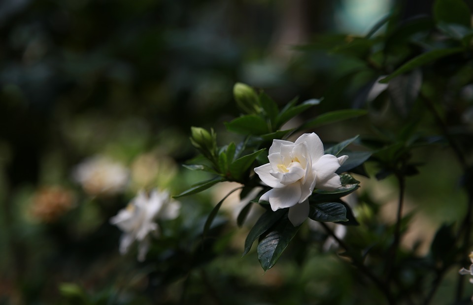 gardenia, nature, plants