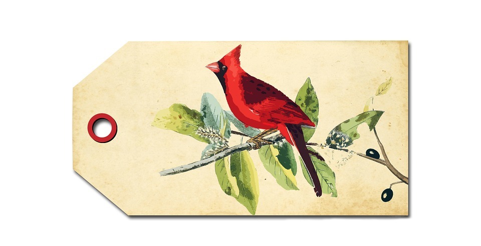 bird, cardinal, red