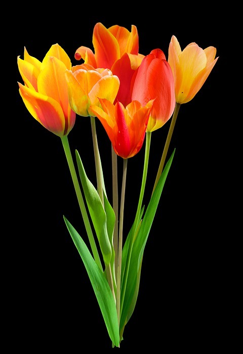 happy mothers day, flowers, tulips