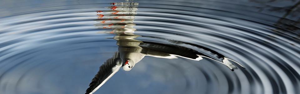 birds, water, mirroring