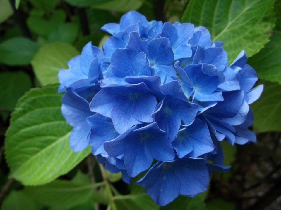 hydrangea, blue, plant