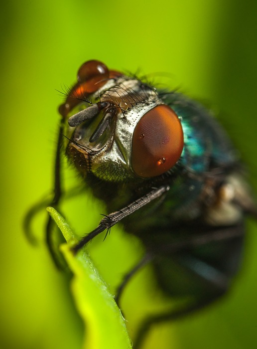 insect, fly, bespozvonochnoe