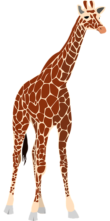 giraffe, nature, africa