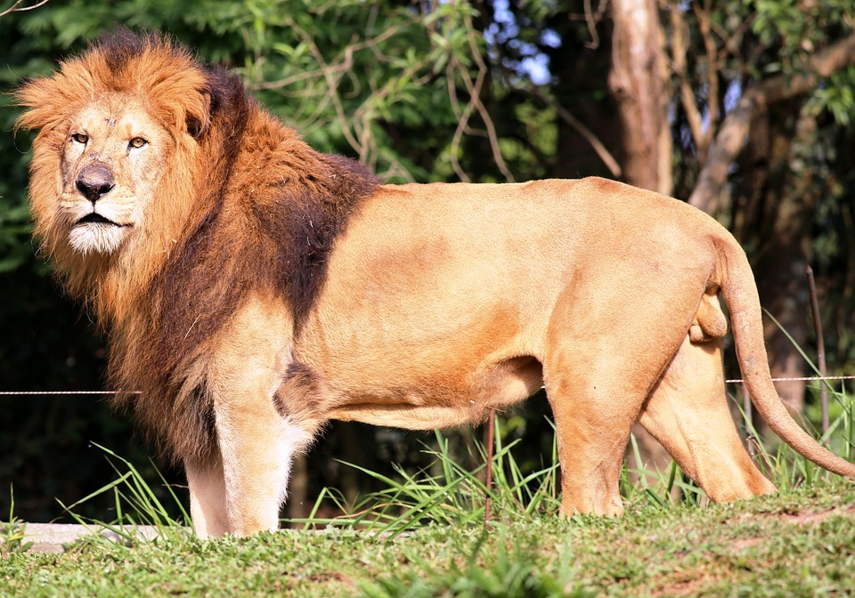 lion, looking, of profile
