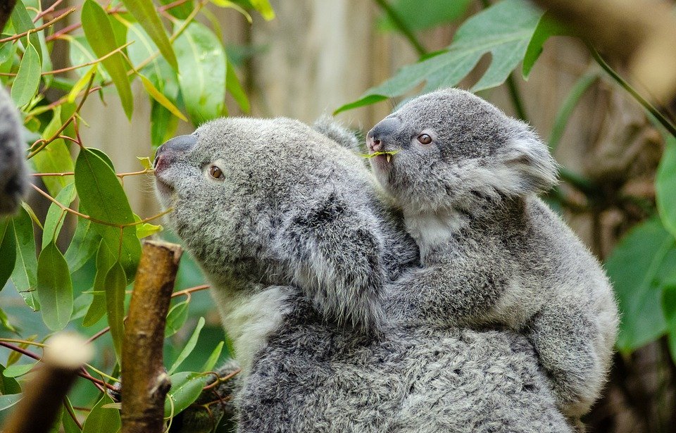 female koala and her baby, australian lazy, mom and baby