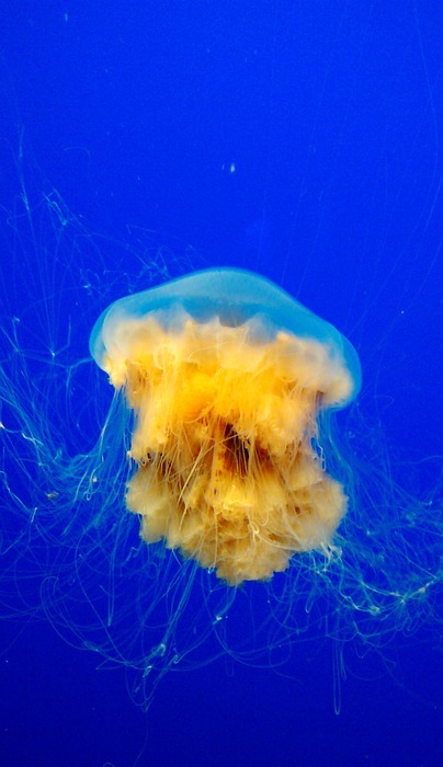 jellyfish, ocean, underwater