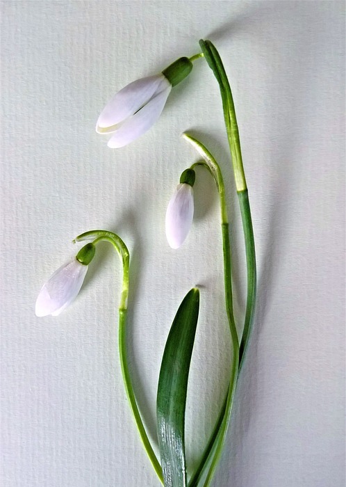 snowdrop, flowers, small white flowers
