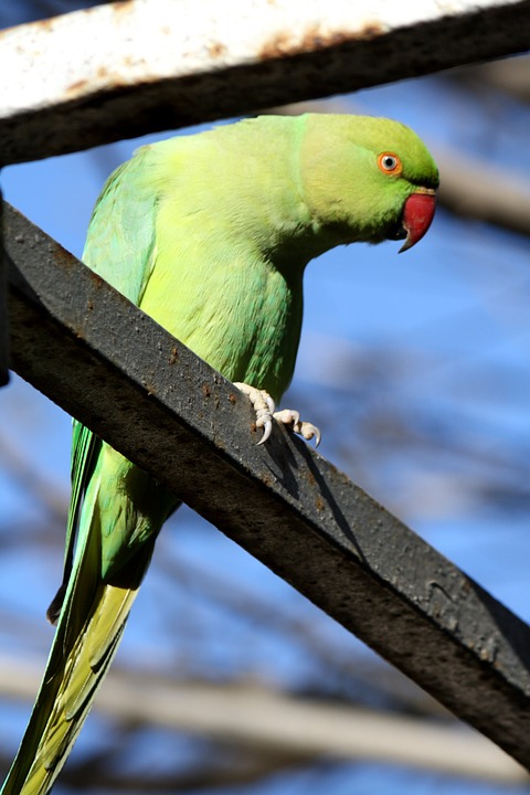 parrot, green, birds