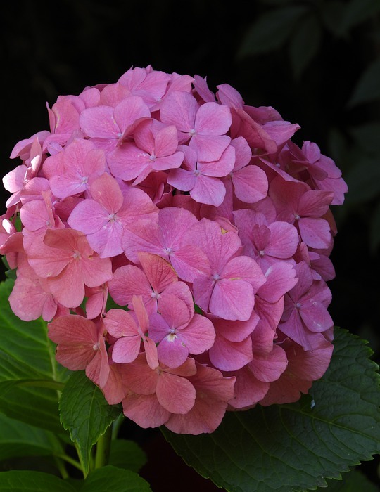 hydrangea, pink, flower