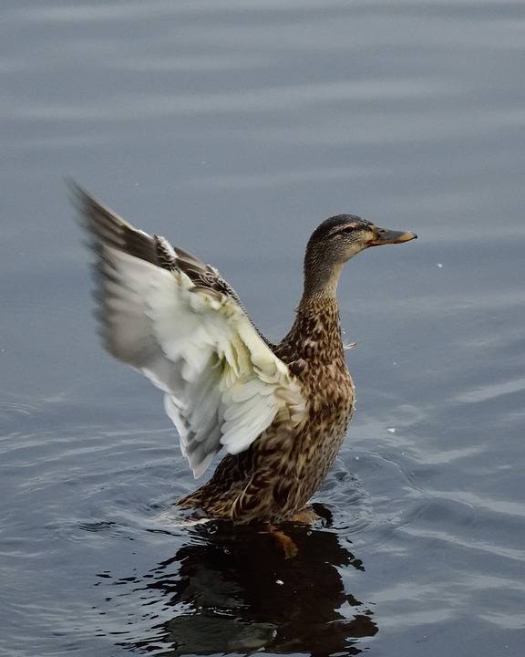 duck, wings, water