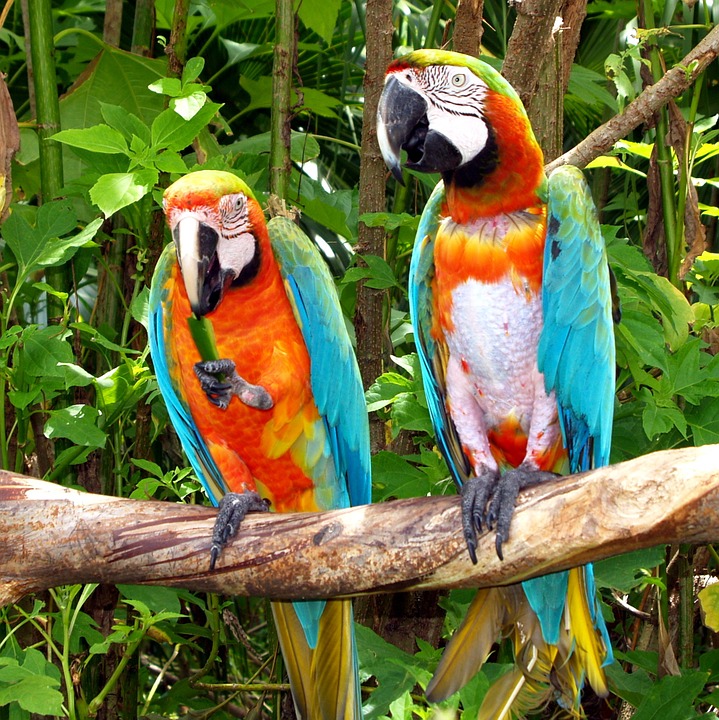 parrots, birds, nature
