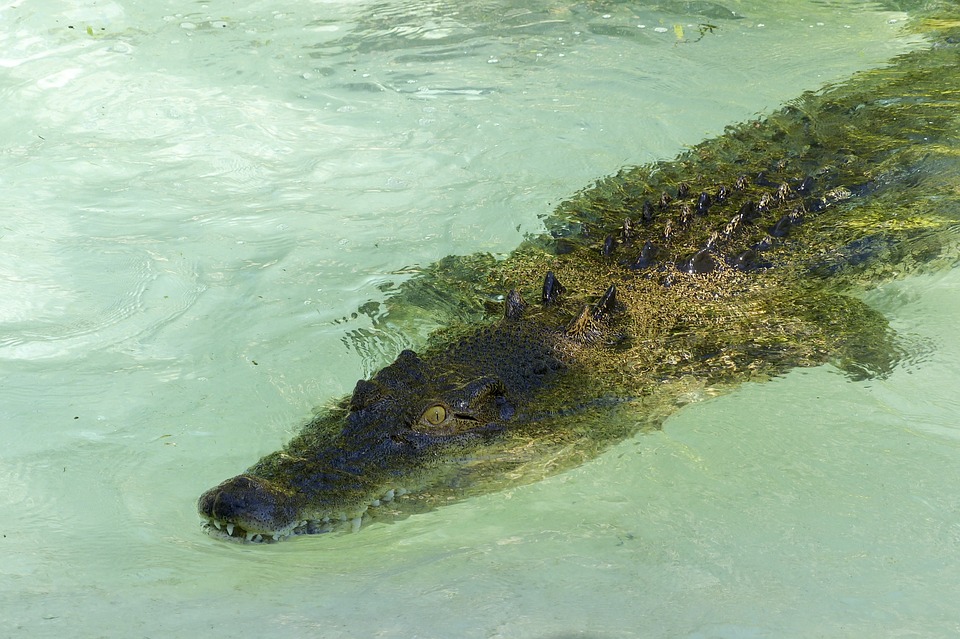 saltwater, crocodile, reptile