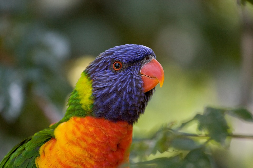 bird park, colorful, birds