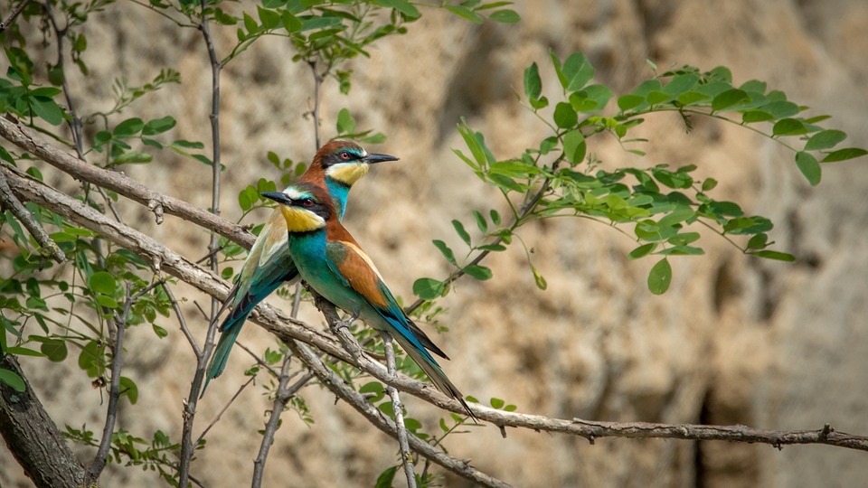 european bee-eater, merops apiaster, bird