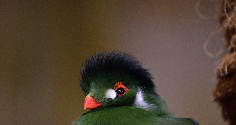 green crested turaco, exotic, bird